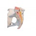 model szkieletu miednicy żeńskiej z więzadłami, mięśniami i organami, 4 części- 3b smart anatomy- 1000287 [h20/3] 3b scientific modele anatomiczne 7